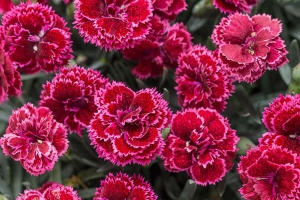 Dianthus 'Black Cherry Frost' 